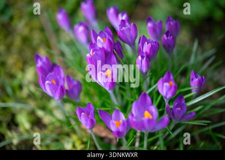 Groupe de Crocus violet précoce floraison dans un jardin anglais en février. Banque D'Images