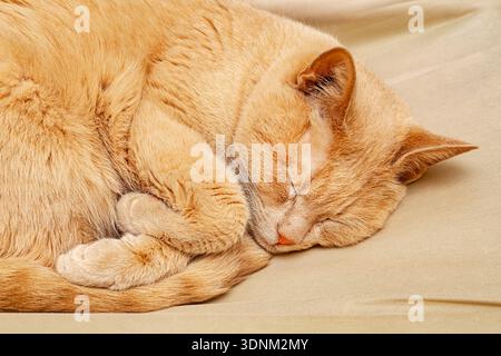 Un chat gingembre dort avec ses pattes cachées sous lui Banque D'Images