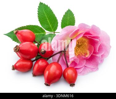 Rose rose tendre et hanches roses isolées sur fond blanc. Le fichier contient des chemins de détourage. Banque D'Images