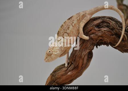 Caméléon panthère femelle (Furcifer pardalis) grimpant sur une branche en bois torsadée sur fond neutre, portrait de reptile en gros plan Banque D'Images