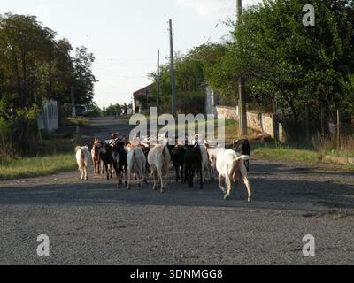 Troupeau de chèvres marchant le long d'une route de village rural Banque D'Images