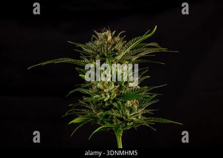 Fleur de marijuana mature variété de reine spéciale avec fond de mur noir Banque D'Images