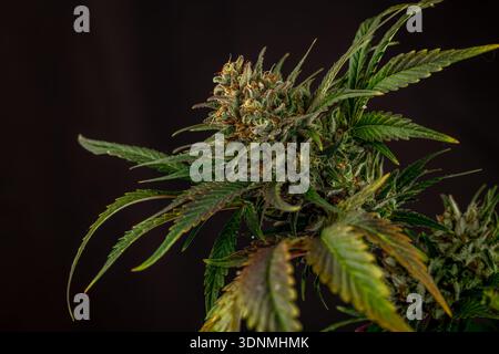 Fleur de marijuana mature variété de reine spéciale avec fond de mur noir Banque D'Images