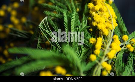 Mimosa Flowers Macro fond Banque D'Images