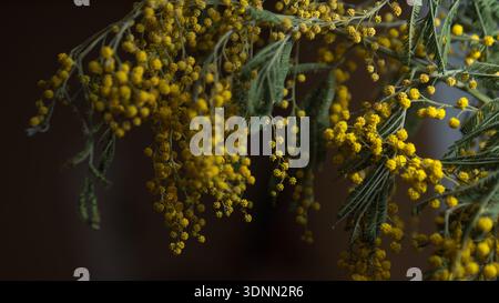 Mimosa Flowers Macro fond Banque D'Images