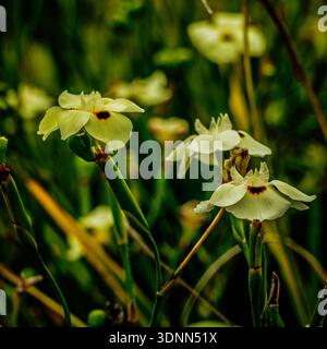 Vue rapprochée de plusieurs fleurs d'iris sauvage jaune pâle, également connues sous le nom d'iris africain, mettant en valeur leurs marques marron foncé uniques et leurs tiges vertes Banque D'Images