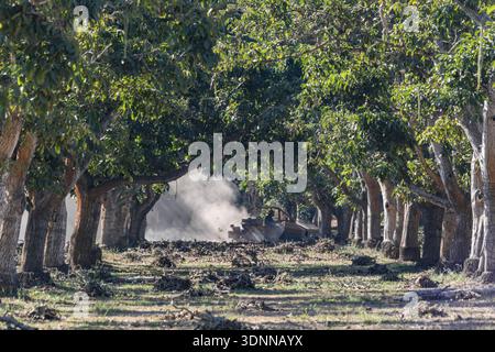 Les ouvriers nettoient les broussailles sous la canopée d'un verger mature dans le comté de Santa Barbara, en Californie. Les rangées ordonnées d'arbres s'étendent sur la distance ... Banque D'Images