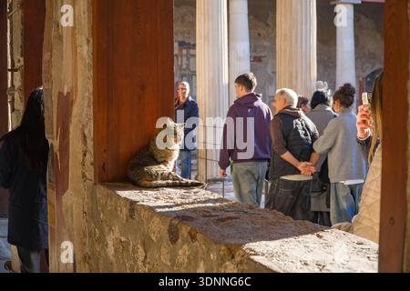 Maison des Vettii, Casa dei Vettii, dans le Parc archéologique de Pompéi. Un chat repose près de l'ancien mur pendant que les touristes visitent la ruine romaine restaurée Banque D'Images