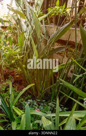 Feuilles luxuriantes de Strelitzia poussant aux côtés de diverses plantes d'intérieur sur un rebord en pierre dans un parc. Concept d'aménagement paysager à effet de serre haut de gamme et professionnel Banque D'Images