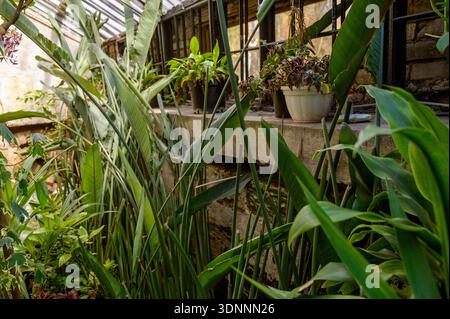 Grandes feuilles vertes Strelitzia nicolai et plantes en pot dans un intérieur de serre ensoleillé. Concept de conception de paysage tropical, vibrations de la jungle urbaine, et Banque D'Images