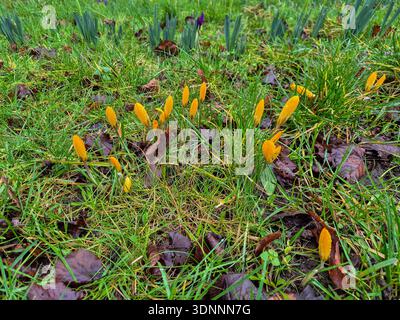 La première apparition de Crocus avant le printemps 2026 à Nottingham, Royaume-Uni. Banque D'Images