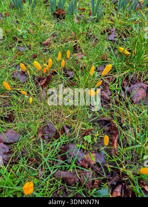 La première apparition de Crocus avant le printemps 2026 à Nottingham, Royaume-Uni. Banque D'Images