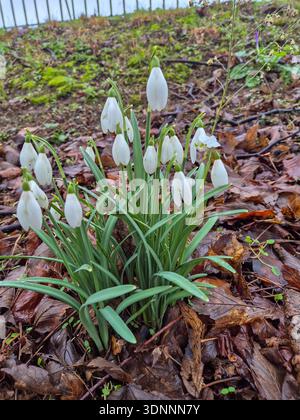 La première apparition de Crocus avant le printemps 2026 à Nottingham, Royaume-Uni. Banque D'Images