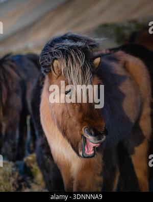 Vue d'un cheval islandais brun avec sa bouche ouverte, crinière soufflant dans le vent, se dresse dans un paysage accidenté, Höfn, Islande. Banque D'Images