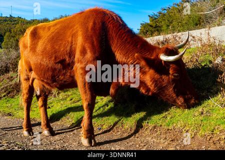 Gros plan d'une vache brune broutant sur l'herbe verte au bord de la route. Banque D'Images