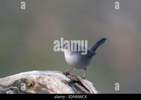 Paruline sarde femelle (Curruca melanocephala) perchée sur une branche. Banque D'Images