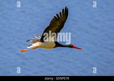 Cigogne noire migrante (Ciconia nigra) volant / planant au-dessus de l'eau au printemps Banque D'Images