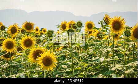 Un champ luxuriant de tournesols se prélasse dans la lumière du soleil contre un ciel bleu clair. Les pétales jaune vif et les grandes tiges vertes créent une scène estivale vibrante Banque D'Images