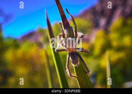 Tarenttula gros plan sur Green Leaf vibrant Desert Background Wildlife Focus Banque D'Images