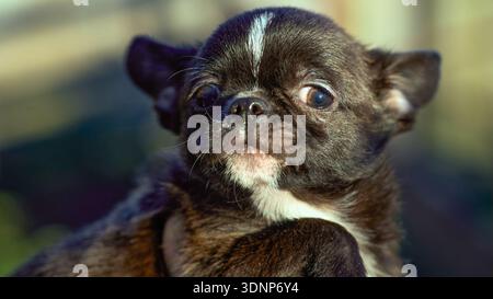 Petit chiot chichuahua en gros plan Banque D'Images