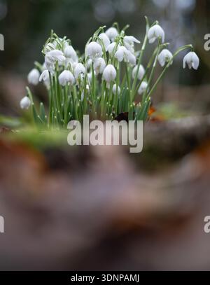 Fleurs sauvages Snowdrop poussant dans les bois, Worcestershire, Angleterre. Banque D'Images