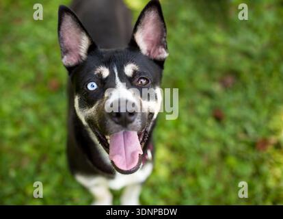 Chien de race mixte Husky x Terrrier avec hétérochromie dans les yeux et une expression heureuse Banque D'Images