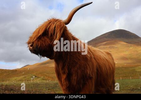 Portrait rapproché d'une vache des Highlands avec de longs cheveux déchiquetés et des cornes courbées ; détail du visage de bétail écossais dans un cadre rural avec des collines ondoyantes Banque D'Images