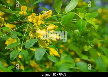Gros plan fleurs jaunes d'acacia jaune - fond de caragana sibérienne (Caragana arborescens Lam). Fleurs jaunes vibrantes de l'arboresce de Caragana Banque D'Images