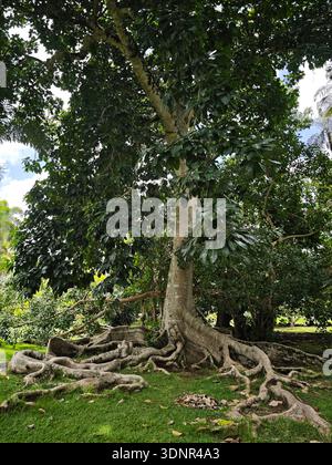 Grand arbre tropical avec des racines massives exposées dans un jardin botanique à Maurice. Banque D'Images
