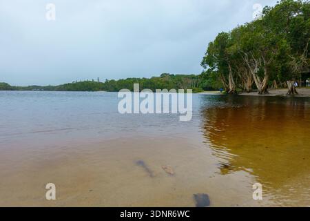 Le lac Ainsworth est un petit lac d'arbre à thé d'eau douce connu pour son eau sombre et tachée de tanins derrière la plage de Lennox Head en Nouvelle-Galles du Sud en Australie. Banque D'Images