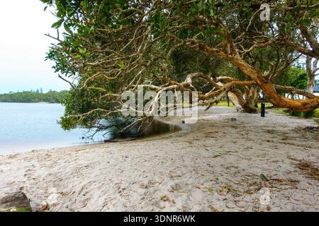 Arbres surplombant la plage du lac Ainsworth est un petit lac d'arbre à thé d'eau douce connu pour son eau sombre et teintée de tanins Nouvelle-Galles du Sud Australie. Banque D'Images