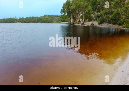 Le lac Ainsworth est un petit lac d'arbre à thé d'eau douce connu pour son eau sombre et tachée de tanins derrière la plage de Lennox Head en Nouvelle-Galles du Sud en Australie. Banque D'Images