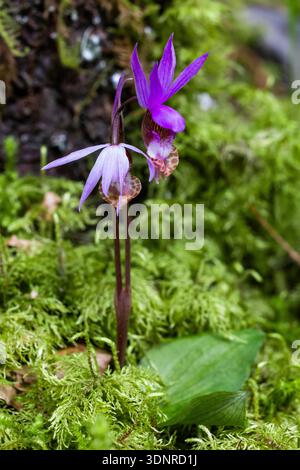 Chaussons de fées, Calypso bulbosa, floraison près de la rivière Dosewallips dans la forêt nationale olympique, forêt nationale olympique, État de Washington, États-Unis Banque D'Images