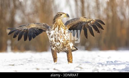 Aigle à queue blanche (Haliaeetus albicilla) jeune aigle sur l'eau et sur la glace, chasse, alimentation, paysage lacustre, proie, chasse, sauvagine fuyant Banque D'Images