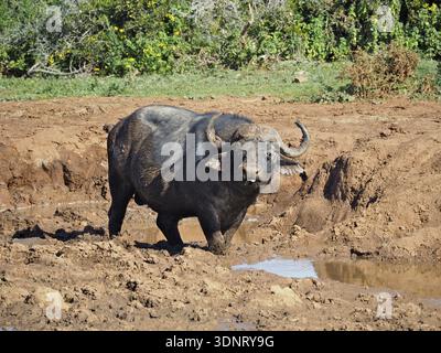 Un buffle du Cap (Syncerus caffer) se dresse dans un trou d'eau boueux dans la savane, entouré par la nature, Addo Elephant National Park, Afrique du Sud Banque D'Images