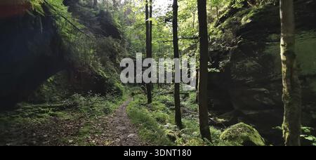 Gorge ombragée dans la forêt avec de grands arbres et des rochers couverts de mousse, montagnes de grès de l'Elbe, Suisse bohème, République tchèque Banque D'Images