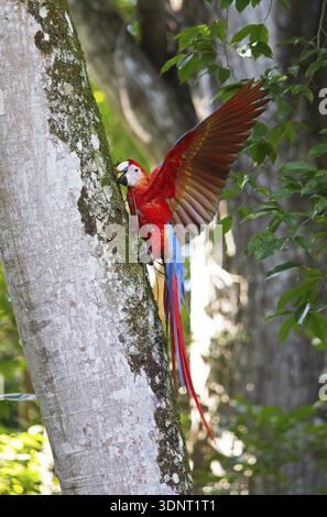 Aras écarlate (Ara macao), perroquet dans le site archéologique de Copan, ville maya en ruine dans la forêt tropicale ou la jungle, Departamento Copan, Honduras Banque D'Images