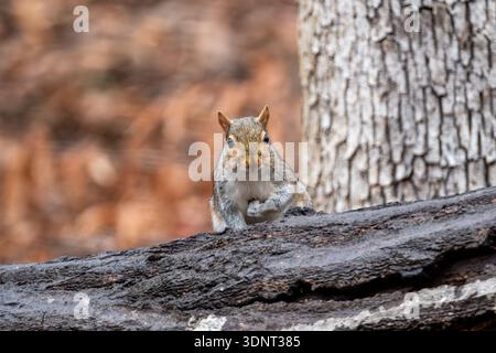 Écureuil gris (Sciurus carolinensis) sur un tronc d'arbre dans la forêt hivernale de Scott's Run nature Preserve en Virginie, États-Unis Banque D'Images