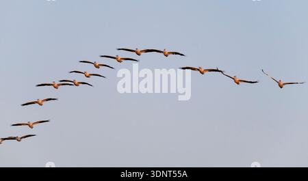 Le troupeau de pélicans blancs américains (Pelecanus erythrorhynchos) en vol au coucher du soleil, Texas, États-Unis Banque D'Images
