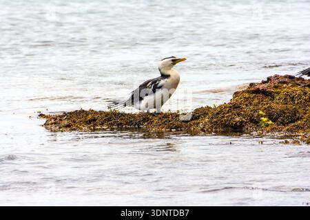 petit pied cormoran, sur une roche couverte d'algues par un jour couvert. Plage de Ventor, Phillip Island, Victoria, Australie Banque D'Images