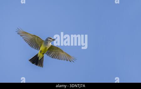 Oiseau royal occidental avec ses ailes grandes ouvertes Banque D'Images