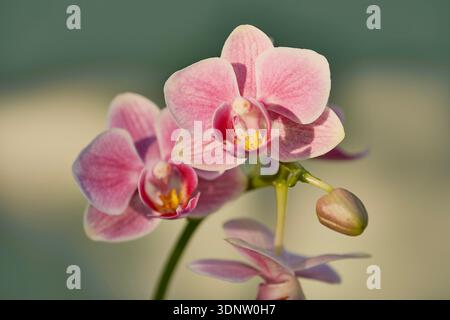 vue rapprochée des fleurs d'orchidée roses Banque D'Images
