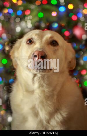 Un chien avec un nez rose sur un fond de guirlande de Noël défocalisé (mélange de Husky berger allemand). Mise au point sélective sur le nez Banque D'Images