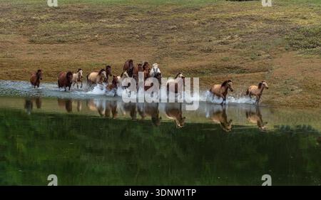 Troupeau de chevaux sauvages galopant à travers l'eau - année du cheval du zodiaque lunaire Banque D'Images