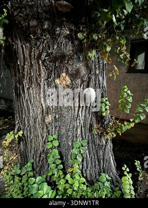 Croissance fongique grise sphérique attachée à l'écorce rugueuse du vieux tronc d'arbre, entourée de feuilles vertes et d'un mur de fond urbain, gros plan dans la nuit Banque D'Images