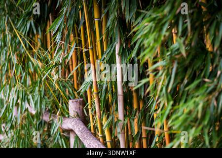 Gros plan de tiges de bambou jaune avec des feuilles vertes luxuriantes dans un jardin. Banque D'Images