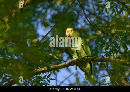 Perroquet amazonien à tête jaune perché sur une branche d'arbre parmi le feuillage vert Banque D'Images