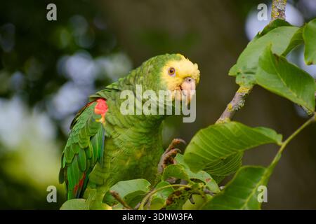 Perroquet amazonien à tête jaune perché sur une branche d'arbre parmi les feuilles vertes Banque D'Images