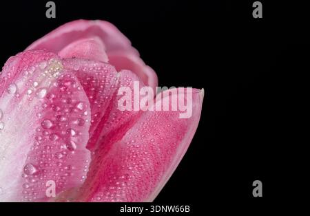 Un gros plan d'une belle fleur de tulipe rose et blanche recouverte de rosée, photographiée sur un fond noir Uni Banque D'Images
