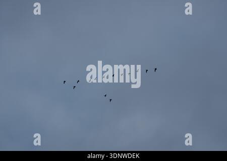 Un grand plan d'un troupeau d'oiseaux volant dans une formation classique en forme de V à travers un vaste ciel bleu pendant la saison de migration d'automne. Banque D'Images